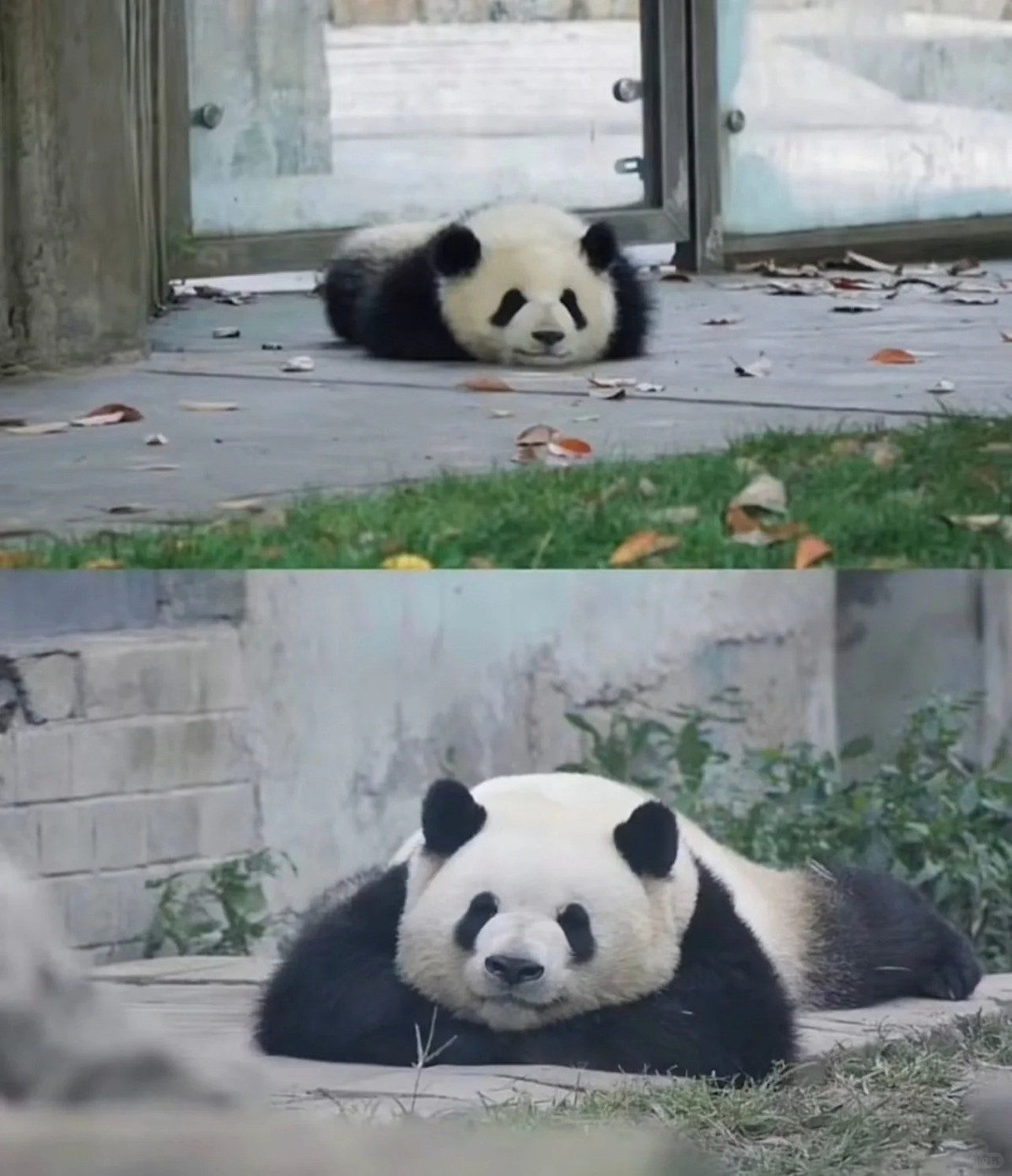 Chú gấu này nổi lên nhờ đoạn video ghi lại cảnh "vượt ngục" đầy đáng yêu không chỉ một mà rất nhiều lần. Ngay cả ở Việt Nam cũng có một hội nhóm là fan của "ngôi sao" vườn thú này.