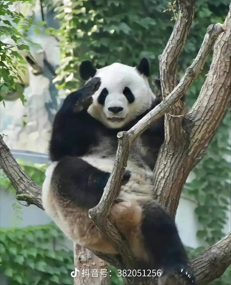 Có gì trong tâm hồn non nớt của một "câu bé" tràn đầy năng lượng ấm áp đó đã giúp mọi người được chữa lành tận sâu trong trái tim. Nhiều người cho rằng thế giới của người trưởng thành không hề dễ dàng, có thể gửi gắm lòng mình vào một chú gấu trúc cũng là một cách để chạy trốn hiện thực, tự chữa lành cho bản thân.