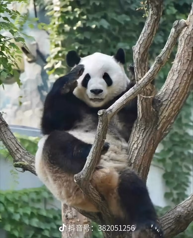 Có gì trong tâm hồn non nớt của một "câu bé" tràn đầy năng lượng ấm áp đó đã giúp mọi người được chữa lành tận sâu trong trái tim. Nhiều người cho rằng thế giới của người trưởng thành không hề dễ dàng, có thể gửi gắm lòng mình vào một chú gấu trúc cũng là một cách để chạy trốn hiện thực, tự chữa lành cho bản thân.