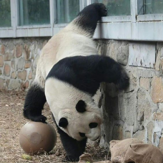 Đặc biệt, Manh Lan còn nổi tiếng vì chiều fan hết mực. Anh chàng biết đập tay với khách tham quan qua tường kính và biểu diễn kungfu panda bằng cả sinh mạng.
