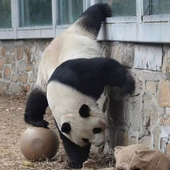 Đặc biệt, Manh Lan còn nổi tiếng vì chiều fan hết mực. Anh chàng biết đập tay với khách tham quan qua tường kính và biểu diễn kungfu panda bằng cả sinh mạng.
