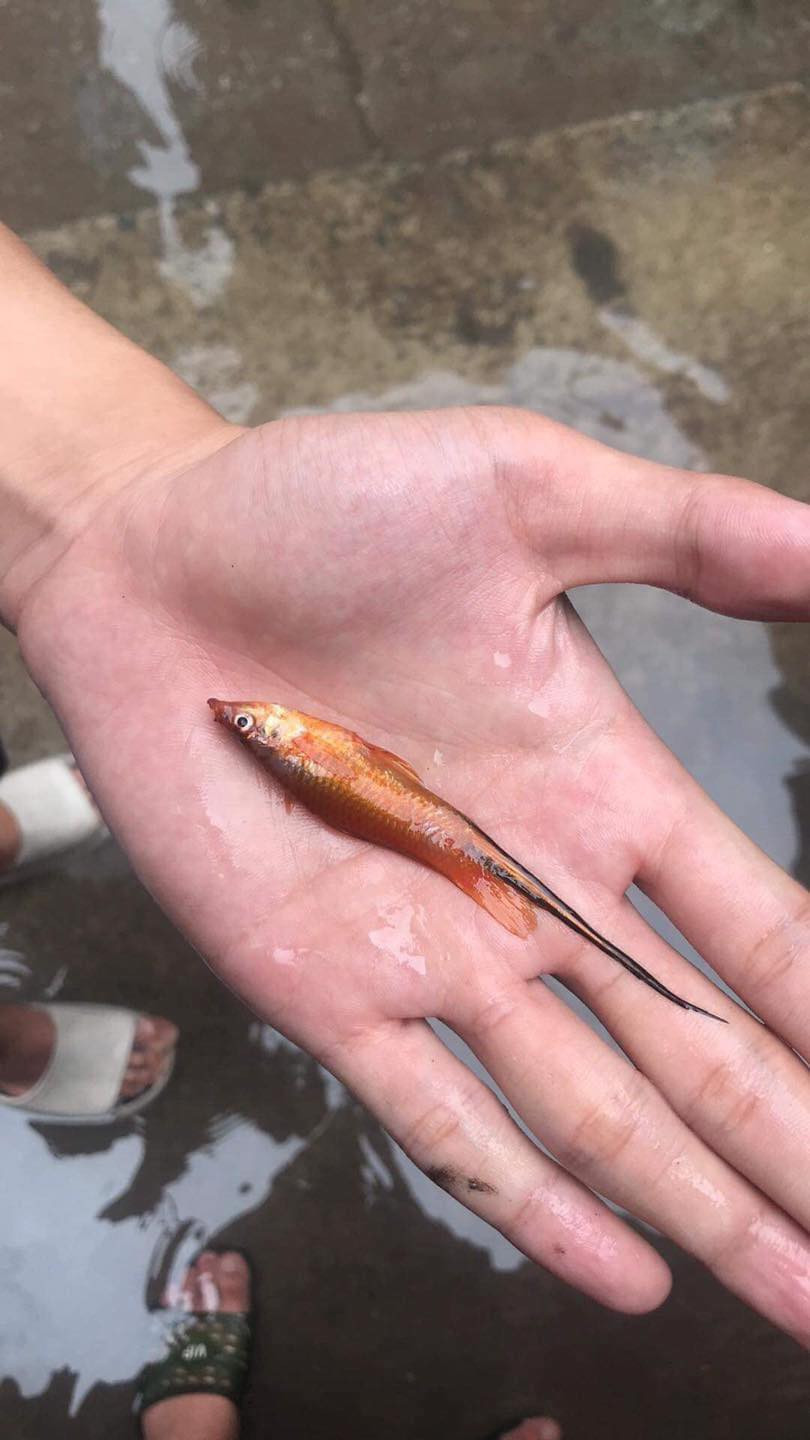 Những chú cá đủ thể loại, kích cỡ được người dân tại "vịnh Triều Khúc" bắt lại, chụp ảnh, đăng tải lên các fanpage.