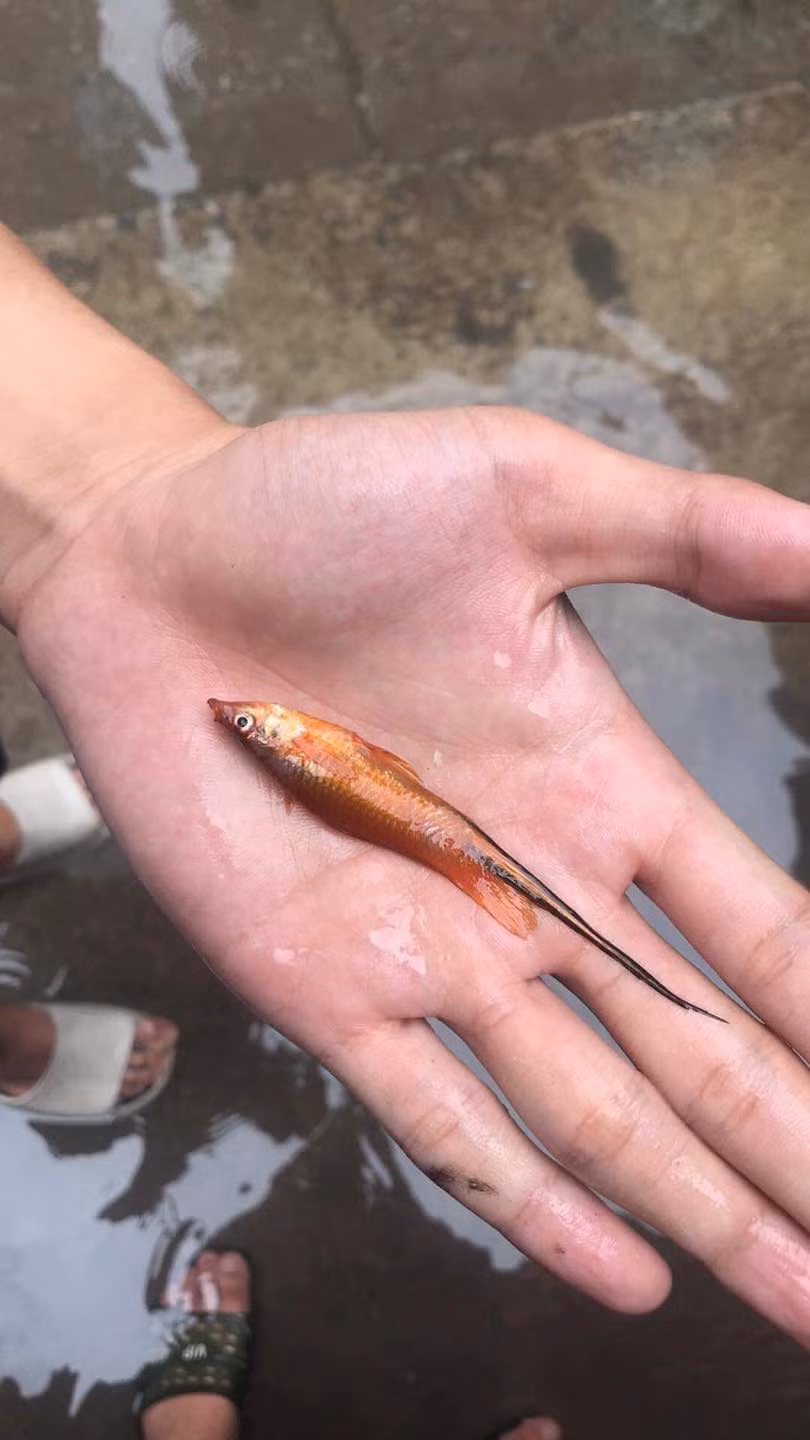 Những chú cá đủ thể loại, kích cỡ được người dân tại "vịnh Triều Khúc" bắt lại, chụp ảnh, đăng tải lên các fanpage.