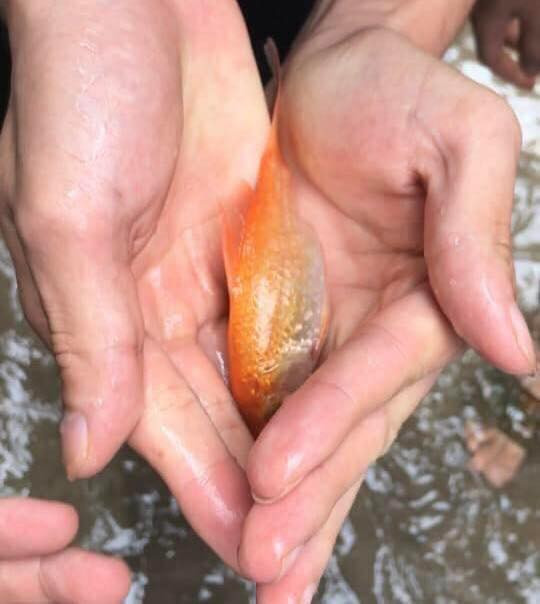 Với những người dân tại "vịnh Triều Khúc" mỗi khi mùa mưa tới, thú vui của họ đó là bắt cá.