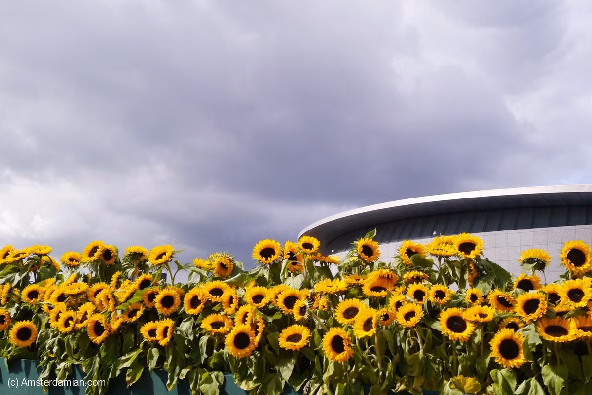 Những bức hình ghi lại cánh đồng hoa vàng rực khiến nhiều du khách xiêu lòng. (Ảnh: Pinterest)