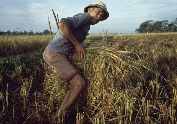 Bán mặt cho đất, bán lưng cho trời.