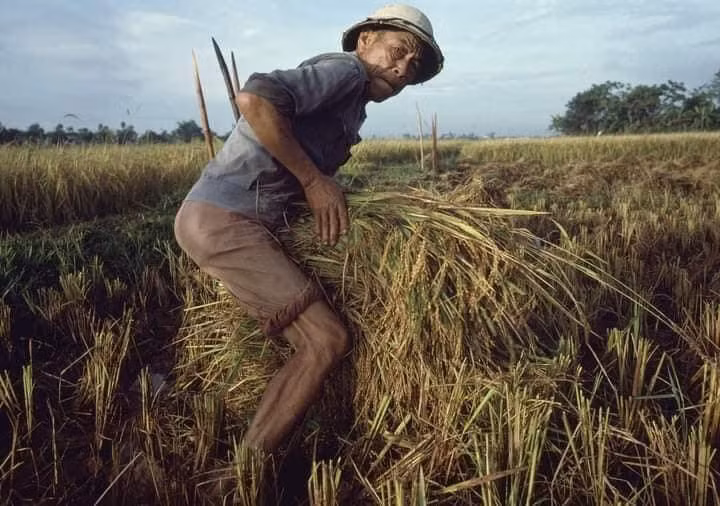 Bán mặt cho đất, bán lưng cho trời.