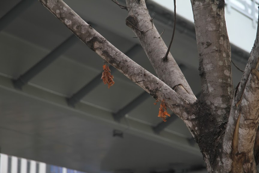 Được biết, đường Trường Chinh (quận Thanh Xuân, Hà Nội) không còn xa lạ với tên gọi "con đường đau khổ", hoặc "điểm đen giao thông" của Thủ đô nhiều năm nay. Mỗi khi di chuyển qua tuyến đường này, người dân không khỏi "ám ảnh" bởi khói bụi, tắc đường và ngột ngạt, bất kể trời mưa hay nắng.