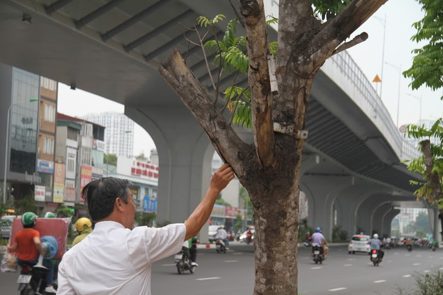 Theo phản ánh, những cây xanh trên được trồng từ cuối tháng 12/2019 và được trồng thành nhiều đợt, mỗi đợt vài chục cây. Cho đến nay, nhiều gốc cây bị lớp cỏ dại bao phủ.