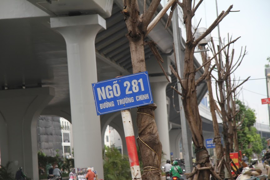 Hàng chục cây xanh có đường kính từ 20 – 30 cm, cao từ 3 – 4 mét dọc hai bên đường đang có hiện tượng khô héo hoặc chết hẳn. 