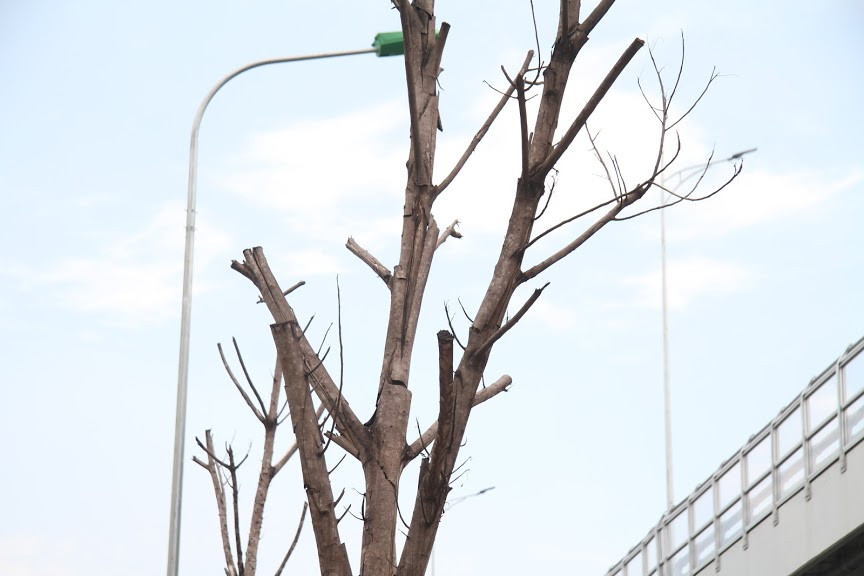 Tuy nhiên, những cây xanh bị chết vẫn chưa được cơ quan chức năng liên quan xử lý. "Nếu trời mưa to, gió lớn, các cây bị chết rất dễ bị gãy, đổ đè người đi đường bất cứ lúc nào" - Một người dân lo lắng. 