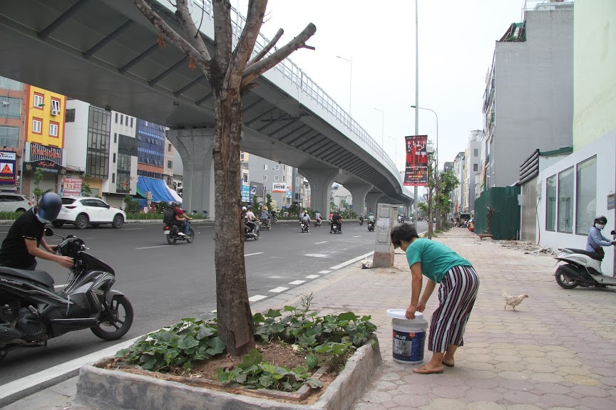 Cũng theo người dân, thời gian trước Hà Nội liên tiếp xuất hiện những đợt nắng nóng kéo dài, cộng thêm việc thiếu chăm sóc có thể là nguyên nhân dẫn đến việc cây chết hàng loạt trên tuyến đường này.