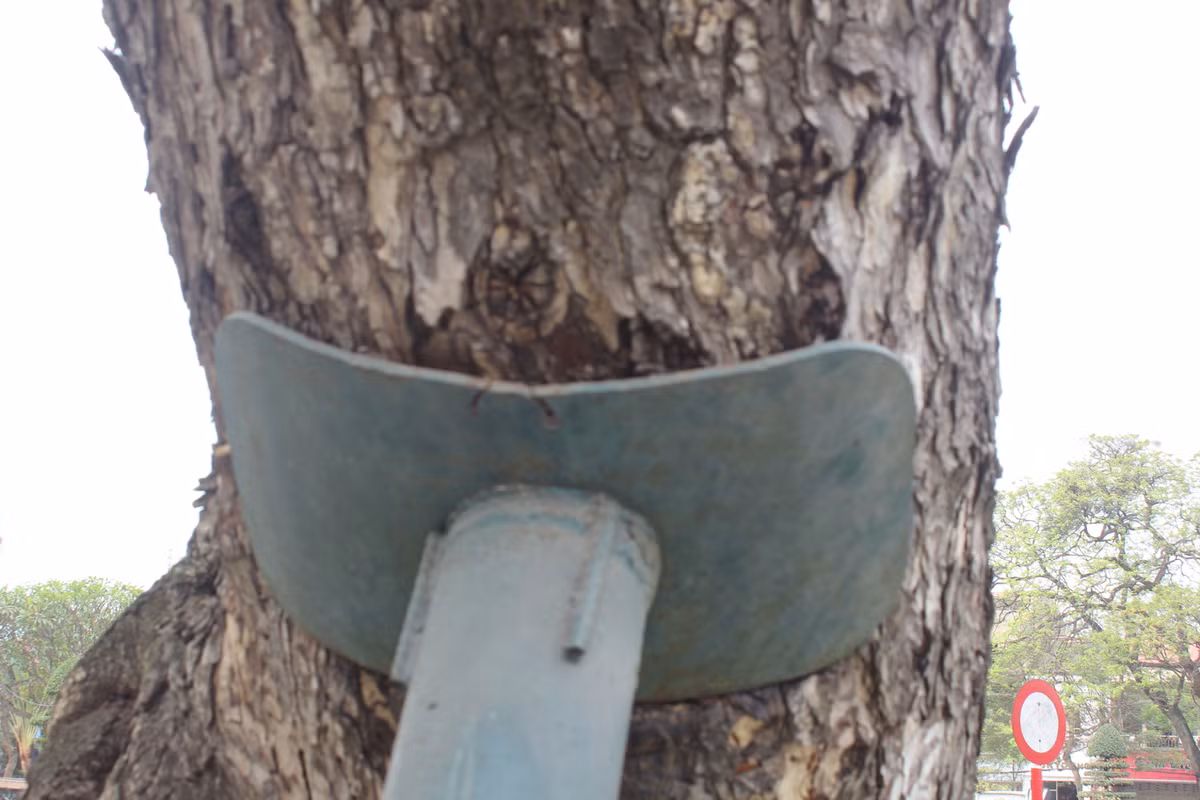 Ha Noi nen hoc Hai Phong cach gin giu cay cong nghieng?-Hinh-5