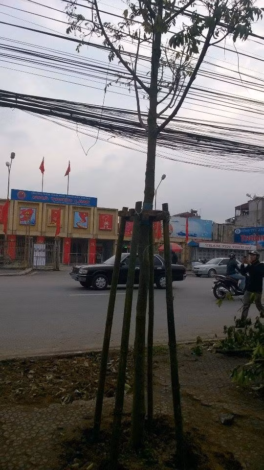 Kỳ lạ dan ủng họ chính quyèn trảm cay xanh ỏ Hải Duong-Hinh-3