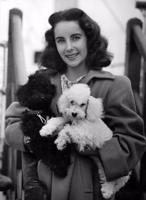 Ngoài nhan sắc trời cho, Liz Taylor còn là một tài năng lớn của màn ảnh Hollywood. Bà là một trong những ngôi sao điện ảnh Mỹ vĩ đại nhất mọi thời đại. Ảnh: Getty