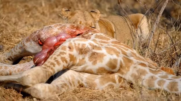 Sau khi con hươu cao cổ con chết đi, sư tử cái an nhàn tận hưởng bữa ăn đẫm máu của mình.