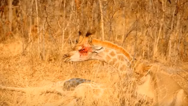 Con hươu cao cổ đau đớn, gào thét mong mẹ tới cứu nhưng gần như vô vọng.