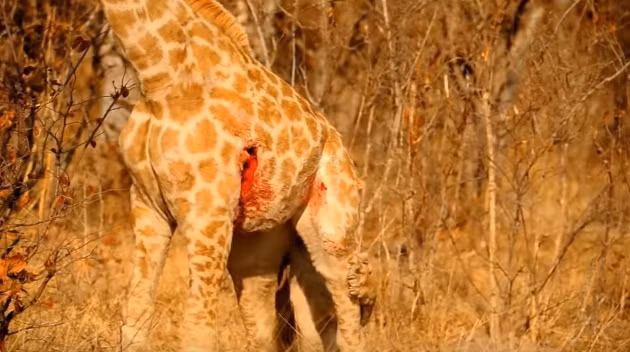 Cô lập hươu cao cổ thành công, sư tử cái thoải mái hơn trong việc săn giết con mồi. Nó từ từ tấn công những yếu huyệt trên cơ thể của con hươu cao cổ đáng thương.