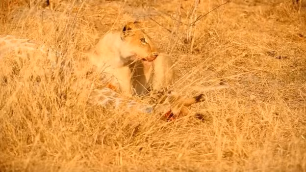 Bị quật ngã, hươu cao cổ con bất lực trước sư tử cái khát máu.