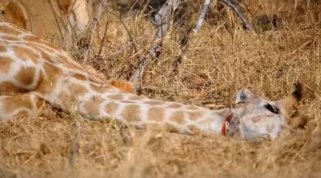 Hành vi của con sư tử cái này rất tàn nhẫn, có thể ăn tươi nuốt sống con mồi vẫn còn ý thức.