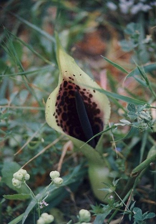 Arum Discoridis là loài hoa độc dị được đặt tên theo nhà thực vật học nổi tiếng Hy Lạp Dioscorides Pedanius, có nguồn gốc từ khu vực Địa Trung Hải, nổi tiếng với mùi thịt thối khi bung nở. Hoa nở vào dịp mùa xuân, người nào không biết loài hoa này còn tưởng quanh khu vực loài hoa này nở có xác động vật thối rữa. Tuy vậy, mùi hôi khó chịu của Arum Discoridis thu hút côn trùng tới thụ phấn cho nó.