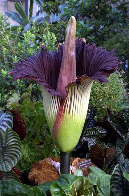 Cây Titan Arum còn có tên là hoa xác chết, đây cũng là loài hoa có mùi hôi thối nhất trên thế giới. Có kích thước khổng lồ, lên tới 3m nhưng lại tỏa ra mùi thối khủng khiếp giống như mùi xác thịt bị thối rữa đang phân hủy. Cái tên hoa xác chết có nguồn gốc từ mùi hôi mạnh mẽ của loài hoa này. Mặc dù hôi hám nhưng đây là hoa rất hiếm và kiêu kỳ, nó thích nở lúc nào thì nở, chỉ nở trong vòng hai, ba ngày, nhiều năm sau mới nở trở lại và không ai đoán được lúc nào nó nở.