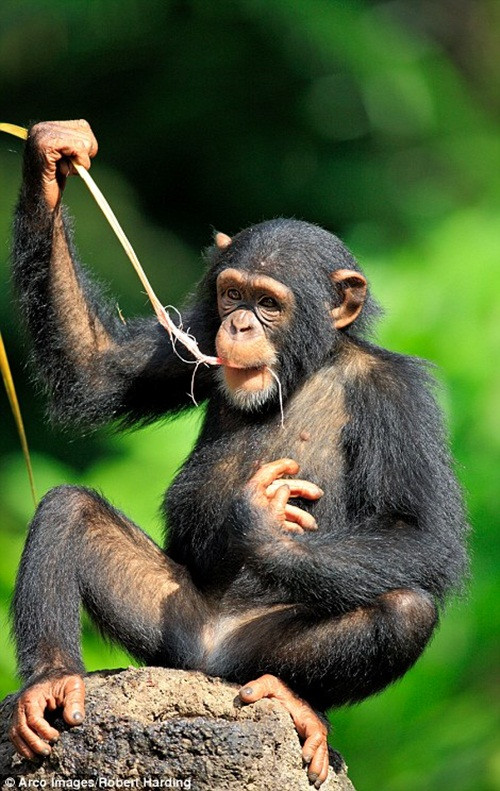 Chúng sống trong xã hội mà con đực làm lãnh đạo, tuân theo trật tự thứ bậc nghiêm ngặt. Điều này có nghĩa là khi xảy ra tranh chấp thông thường mâu thuẫn sẽ được giải quyết trong hòa bình, không mấy khi phải dùng đến vũ lực. (Nguồn Dailymail)