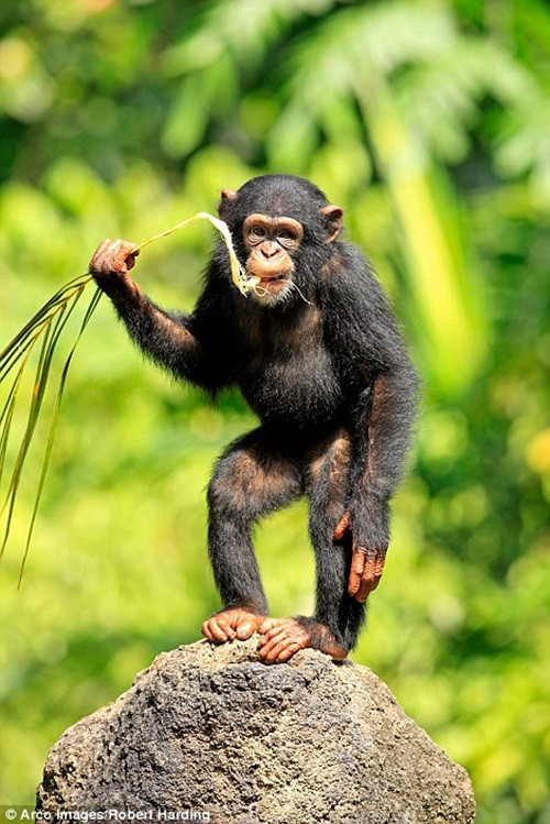 Phát hiện này cho thấy sự mâu thuẫn với ý kiến cho rằng trẻ nhỏ học hỏi cách sử dụng công cụ từ người lớn. Thực tế, chúng ta có nhiều điểm chung với những loài linh trưởng hơn chúng ta nghĩ. Tinh tinh và đười ươi có bản năng sử dụng công cụ để giúp chúng kiếm ăn, sống tốt hơn. (Nguồn Dailymail)