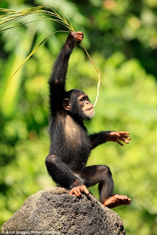 Một nghiên cứu khác cho thấy, giống như tinh tinh, những đứa trẻ khoảng 2, 3 tuổi sẽ sử dụng những công cụ thô sơ khi phải đối mặt với nhiệm vụ khó khăn. Những đứa trẻ sẽ sử dụng que gậy như cào, xiên, búa và đòn bẩy khi được hỏi để giải quyết một vấn đề hóc búa. (Nguồn Dailymail)