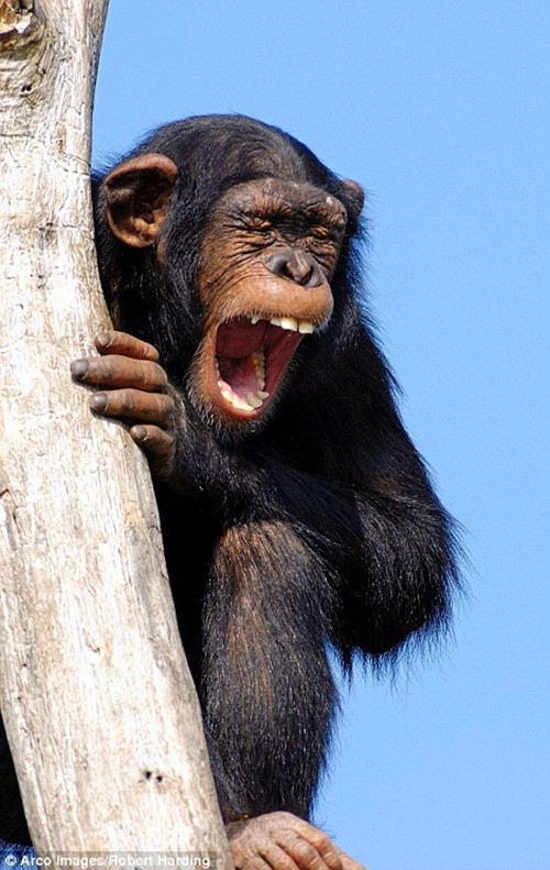 Thông thường những con tinh tinh này sẽ sống thành đàn từ 15 đến 150 thành viên, tùy vào tài nguyên trong khu vực. Khi sinh hoạt, những nhóm nhỏ trong đàn cũng có thể hoạt động riêng lẻ. (Nguồn Dailymail)