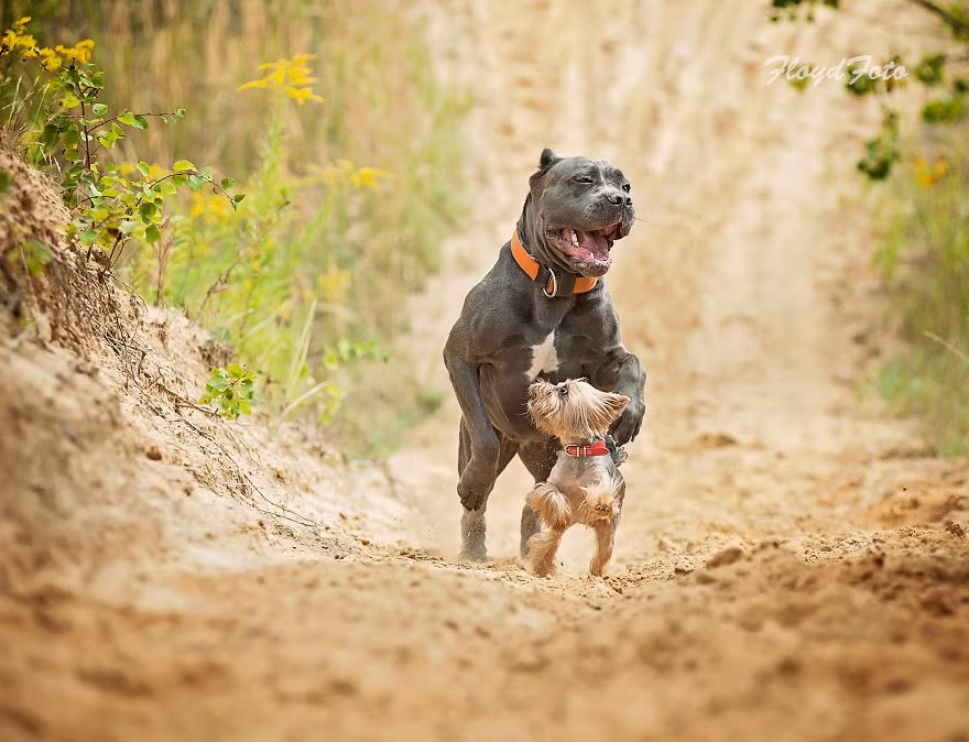 Vượt qua cả tình bạn, có lẽ sự gắn bó của Agora và Suzi đã tiến tới tình thân. (Nguồn Bored Panda)