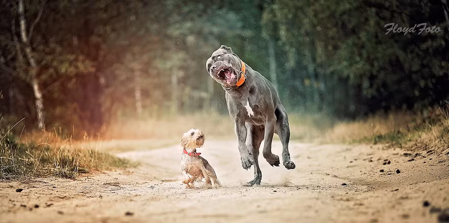 Giống loài, tính cách, kích thước không hề là chướng ngại trong tình bạn động vật đặc biệt của hai cô chó. Cùng ăn, cùng ngủ, cùng chơi, cả Agora và Suzi đều hiểu cả hai đã không thể tách rời. (Nguồn Bored Panda)