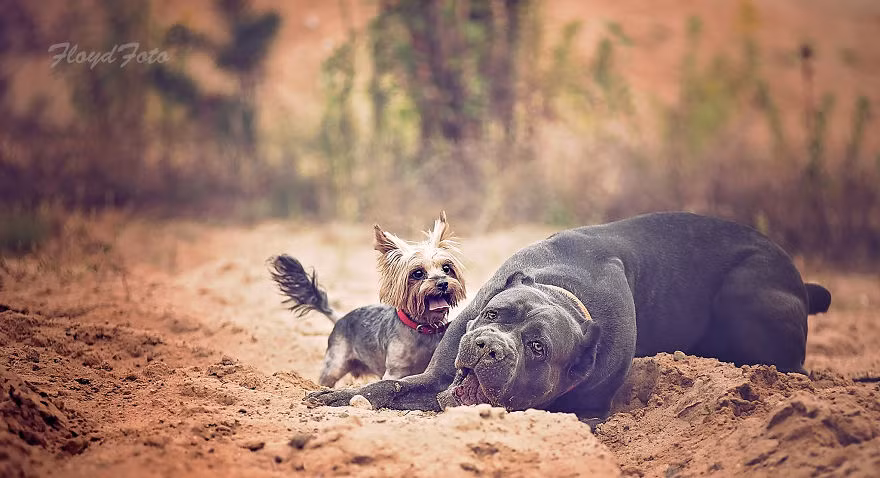 Câu chuyện về tình bạn động vật giữa hai con chó khác giống Suzi và Agora, một tí hon, một khổng lồ khiến nhiều người ngưỡng mộ vì vừa đáng yêu, ngộ nghĩnh lại rất chân thực. (Nguồn Bored Panda)