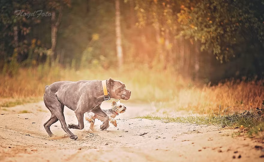 Suzi là giống chó sục Yorkshire, nhỏ bé, xinh đẹp, nhanh nhẹn. Giống chó này còn được gọi là chó bỏ túi bởi kích thước nhỏ xíu của chúng giúp chủ nhân có thể mang chúng đi bất cứ đâu chỉ bằng cách thả vào túi của mình. Bản tính của Suzi rất thân thiện, hòa đồng, hóm hỉnh. (Nguồn Bored Panda)
