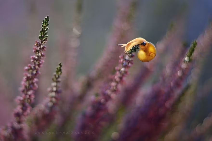 Một lãnh địa có rất nhiều cảnh đẹp nên thơ, khiến con người không ngừng mộng mị. (Nguồn Bored Panda)