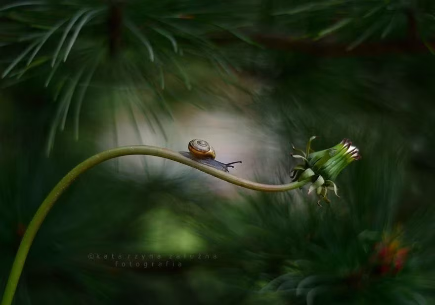 Thời điểm chụp ảnh ưa thích của nữ nhiếp ảnh gia là vào buổi chiều tối, khi ánh sáng không chói quá lại chan hòa, ấm áp. (Nguồn Bored Panda)