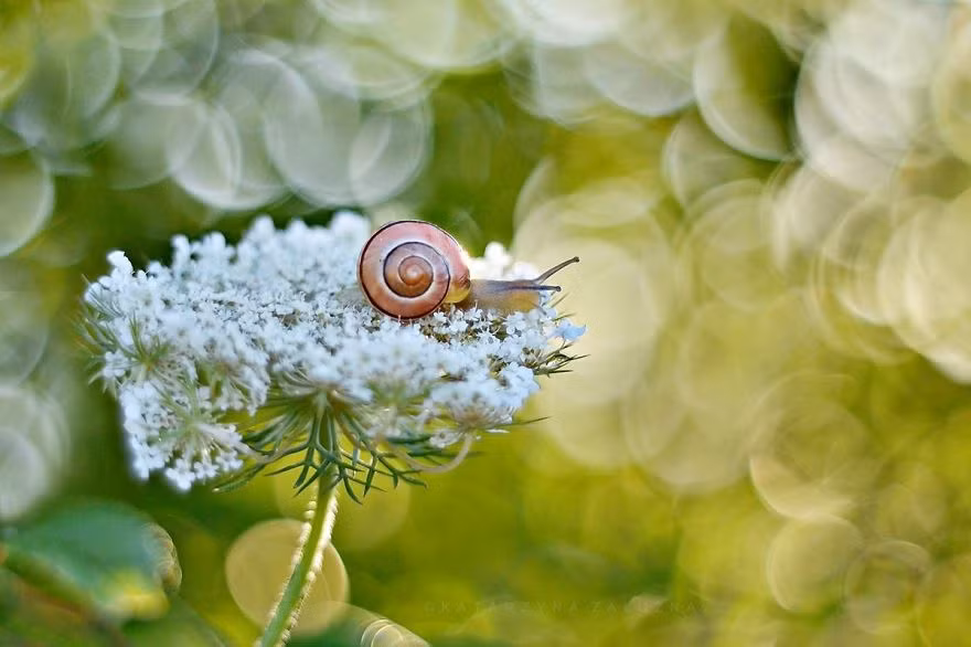 Theo Katarzyna Załużna chia sẻ, cô rất thích khám phá và chụp cảnh thiên nhiên, đặc biệt là hình ảnh của các loài ốc sên, tuy nhỏ nhắn, thầm lặng nhưng rất thu hút. (Nguồn Bored Panda)
