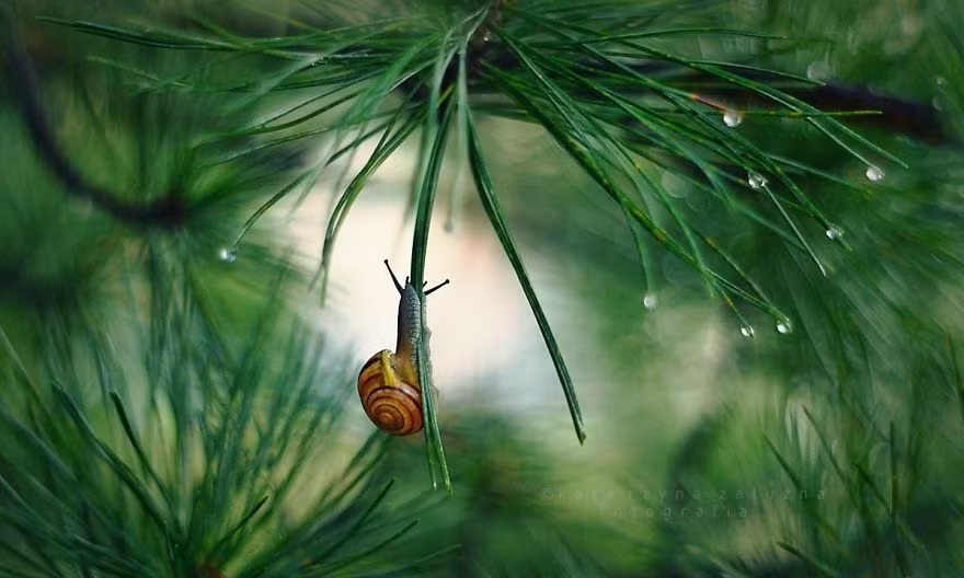Những con ốc sên nhỏ bé thường bị xem nhẹ, không mấy ai chú ý và cũng không được các nhiếp ảnh gia động vật hoang dã ưu ái, lựa chọn làm đề tài nhiếp ảnh. Thế nhưng, chúng đã lọt vào mắt xanh của một nữ nhiếp ảnh gia tài năng, đó là Katarzyna Załużna. (Nguồn Bored Panda)