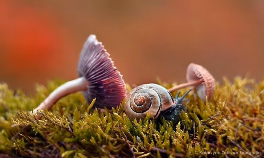 Nhiều bức ảnh ưng ý góc, ưng ý về ánh sáng, ưng ý về bố cục cuối cùng không sử dụng được bởi độ tập trung vào chủ thể không đủ dùng. (Nguồn Bored Panda)