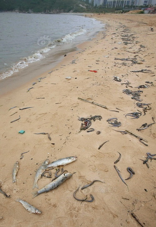 Tuy vậy, nguyên nhân cá chết biển hàng loạt ở Liên Vân Cảng vẫn chưa rõ ràng, phải chờ các phòng ban liên quan kiểm tra, công bố kết quả cuối cùng. (Nguồn Sina)