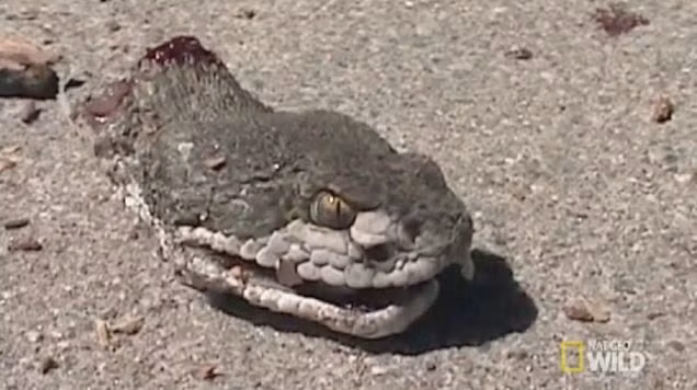 Chuyển động quằn quại của thân rắn khiến trung khu thần kinh phản xạ ở phần đầu con rắn tưởng rằng đó là con mồi, là mối nguy hiểm mà không hề biết rằng đó thực chất là bộ phận cơ thể của chính mình.