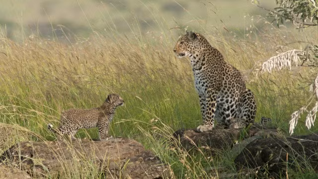 Trong tự nhiên, báo đốm mẹ bảo vệ những đứa con mình vô cùng cẩn mật, chỉ khi bắt buộc phải đi săn mồi, báo đốm mẹ mới rời xa đàn con. Ngoài thời gian đi săn, báo mẹ luôn dính sát lấy con của mình, luôn đặt mọi hành động của con mình trong tầm mắt.