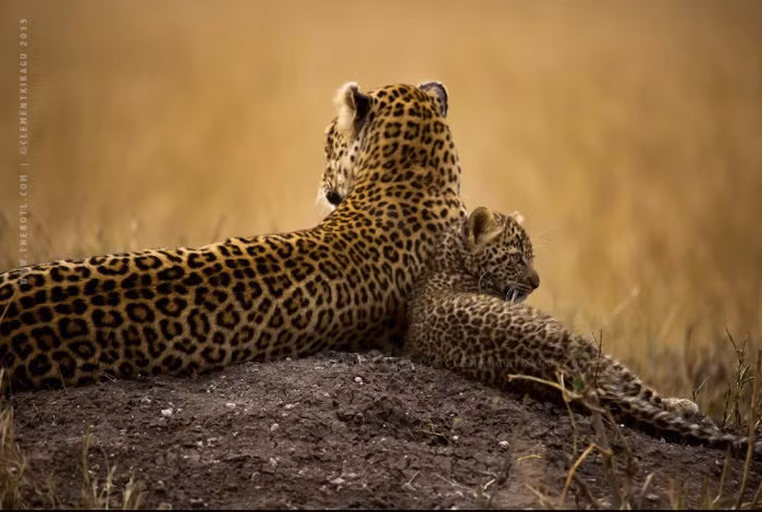 Báo đốm con dường như không muốn xa mẹ dù chỉ một giây, một phút. Mỗi lần mẹ Lorain đi săn để lại báo đốm con trên cây nó rất bồn chồn, sợ hãi. Sau khi qua hết những màn kịch tính, những màn đối đầu với kẻ thù, lẩn trốn trên cây, báo đốm con chỉ muốn rúc vào lòng mẹ, hưởng thụ tình yêu của mẹ.