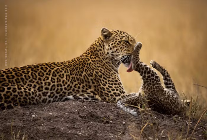 Chính vì thế Lorain sẽ phải rất vất vả để có thể bảo vệ được đứa con bé nhỏ của mình trong môi trường tự nhiên hoang dã vô cùng khắc nghiệt này. Trước đó, Lorain đã từng mất con, con báo đốm mẹ đau khổ tìm kiếm trong tuyệt vọng và điều kỳ diệu xảy ra, Lorain tìm được con mình sau một tháng ròng rã. Hiện giờ mẹ con Lorain đang vô cùng hạnh phúc, khỏe mạnh hơn bao giờ hết.