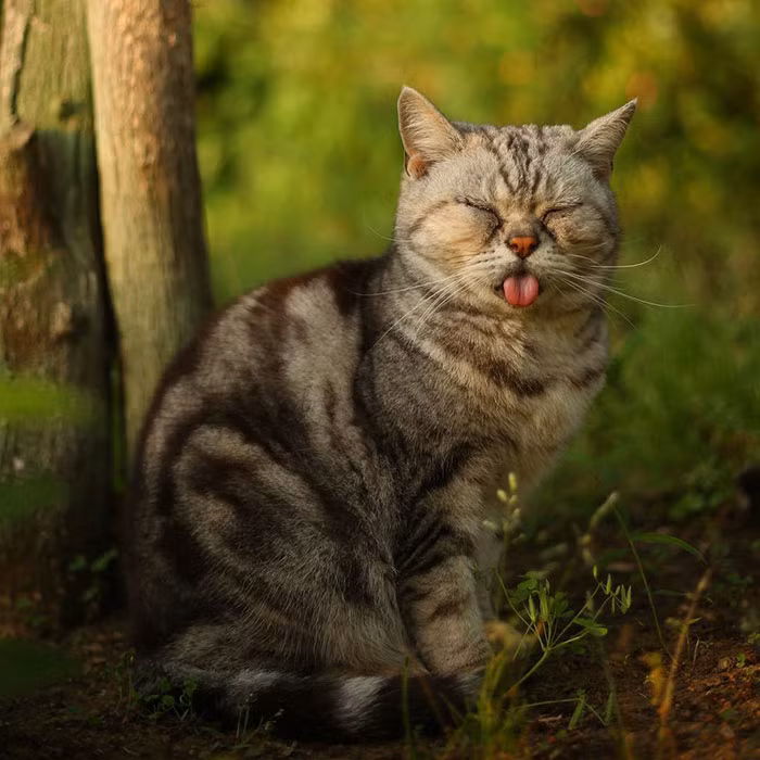 Nhiếp ảnh gia Nhật Bản Masayuki Oki đã khiến nhiều người thích thú với loạt ảnh độc đáo về những chú mèo đường phố sống lang thang trong khu vực Shitamachi tại Tokyo, Nhật Bản. (Nguồn Bored Panda)