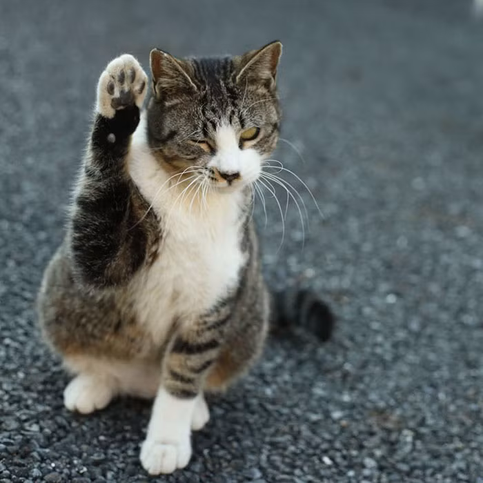 Khi thấy nhiếp ảnh gia Masayuki Oki có ý định chụp ảnh chân dung mình, chú mèo ngay lập tức làm mặt ngầu giơ tay chào đầy phong cách. (Nguồn Bored Panda)