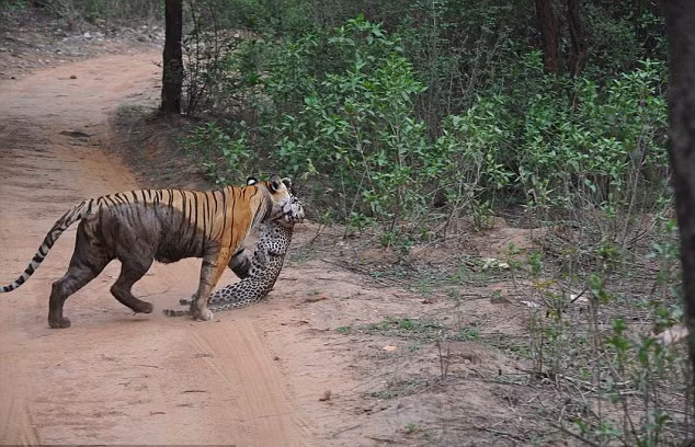 Sau đó, đoàn du khách sững sờ khi thấy hổ cái hung dữ cắn cổ của báo đốm còn non băng qua đường như không có chuyện gì xảy ra, phớt lờ sự kinh hãi còn chưa tan biến trên khuôn mặt của con người.