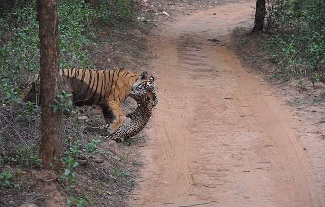 Sư tử có thể là ông vua vùng thảo nguyên châu Phi nhưng ở chốn rừng sâu, hổ mới chính thức là chúa tể. Ngự trong chốn rừng rậm, sự tàn bạo của hổ khiến bất cứ mãnh thú nào cũng phải khiếp sợ.