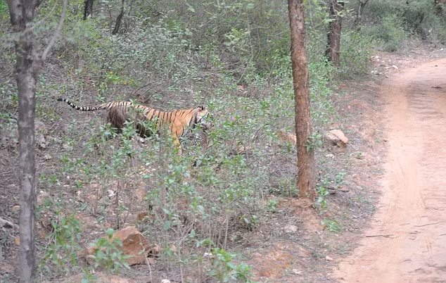 Tại khu bảo tồn thiên nhiên Sariska ở Rajasthan, Jaipur, Ấn Độ, một con hổ cái đã chứng minh vị trí độc tôn của loài hổ khi dễ dàng giết chết một con báo đốm vị thành niên. Những du khách có dịp đi qua khu vực này chỉ kịp thấy hổ tấn công báo nhanh như chớp, không kịp ghi lại cuộc tấn công đẫm máu.