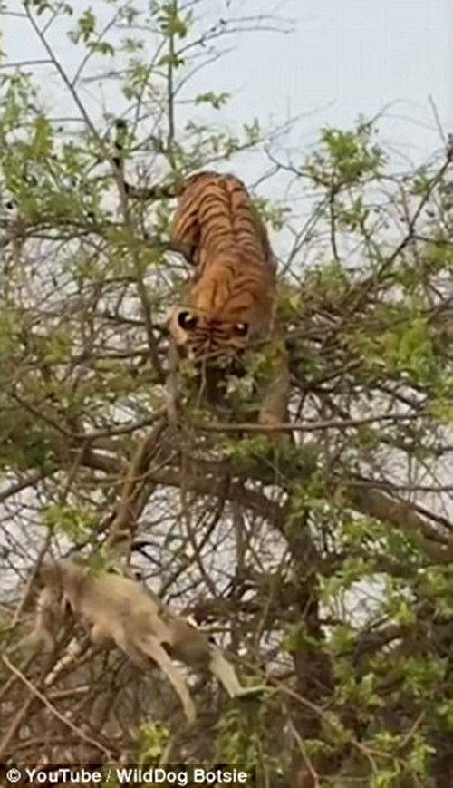 Tuy nhiên, nó đã tính sai một bước khi không cân nhắc đến kích thước, trọng lượng cơ thể của mình. (Nguồn Dailymail)